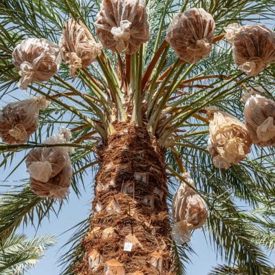 Madjool Dates Farms