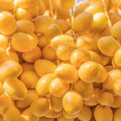 barhi-date-palm-phoenix-dactylifera-600nw-1771492907