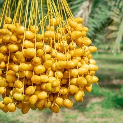 barhi-date-palm-yellow-fruits-600nw-2022488795