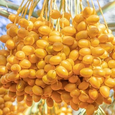 closeup-barhi-date-palm-yellow-600nw-1771181471