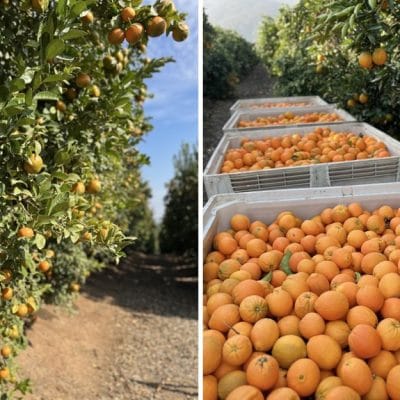 mandarinas